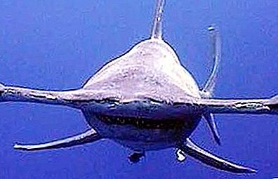 Çekiç kafalı balık: bir köpekbalığı nasıl yiyecek haline geldi