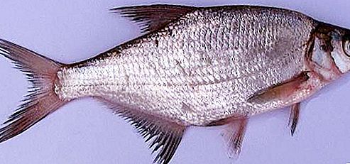 Sop pesce: descrizione, habitat, pesca