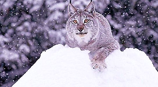 Siberische lynx: beschrijving, foto, habitat, fokken