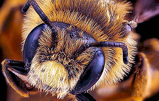 Hoeveel ogen hebben bijen? Gefacetteerde en fotografische visie