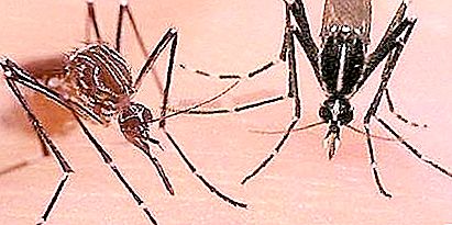 Tali diversi tipi di zanzare