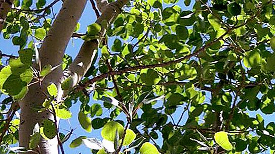 颤抖的杨树（白杨寻常型）：描述，照片