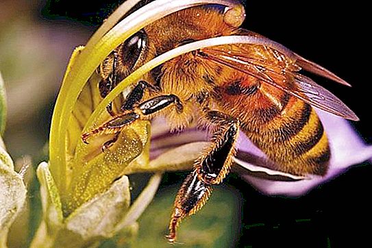لا يجب أن يأكل النباتيون المقنعون الأفوكادو والكيوي: في تربية النحل المهاجرة ، واستغلال النحل ومعاناتهم