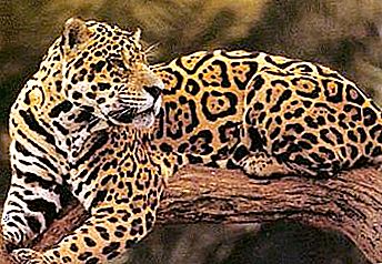 Jaguar: zviera kráľov