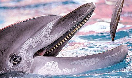 Mitä delfiinit syövät, mikä on heidän suosikki herkkusuunsa?