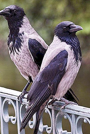 What the crow eats in the wild and at home. Keeping a crow as a pet