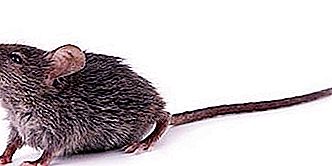 Hišna miška: opis in fotografija. Ali hišna miška grize? Kako se znebiti hišnih miši