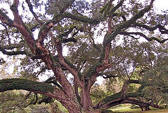 Oak (pokok): perihalan. Berapa banyak oak tumbuh