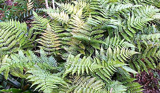 Las świerkowy - opis, cechy, przyroda i ciekawe fakty