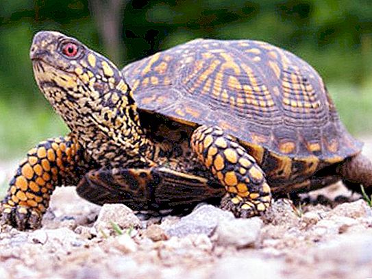 Interessante fakta om skildpadder. Skildpaddernes unikke evner