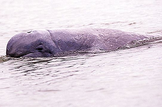 Delfino Irrawaddy. Descrizione delle specie in pericolo