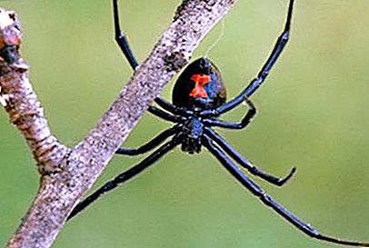 Vad heter det tropiska arachnid-rovdjuret?