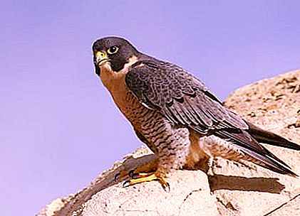Peregrine falcon bird: açıklama ve fotoğraf