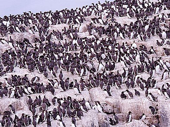 Fuglemarked, eller tusenvis av leietakere på en klippe
