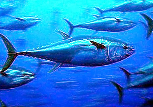 Peix argentí: olor daurat o peix de plata