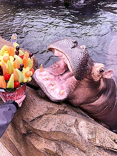 El hipopótamo más pequeño Fiona tiene 3 años: recibió un dulce regalo de su novio Timothy