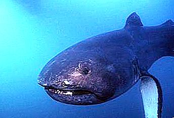큰입 원양 상어 : 사진, 설명