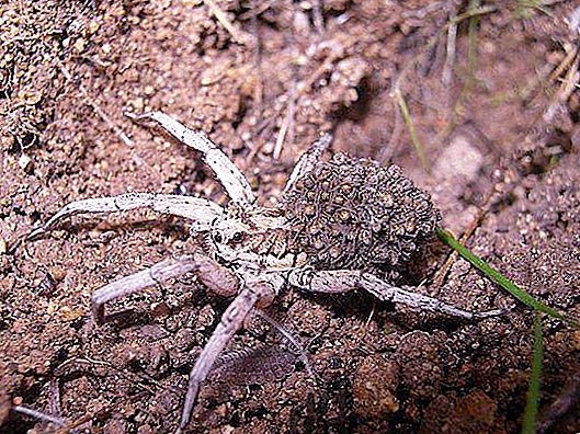 Apulian Tarantula: Beskrivelse. Hjemmeavl