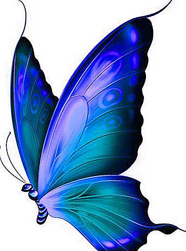 Veleiro borboleta, descrição, características de espécies