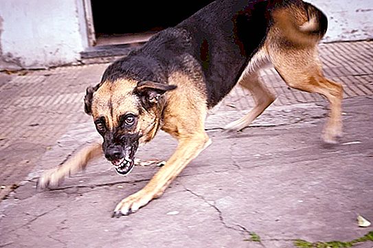 Apa yang perlu dilakukan jika anjing menyerang anda: teknik pertahanan mudah