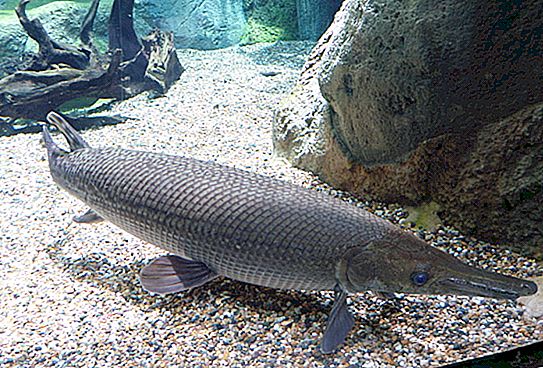 Peixes pré-históricos que sobreviveram até hoje