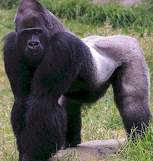 Gorilla: gambar, berat badan. Di manakah gorila hidup?
