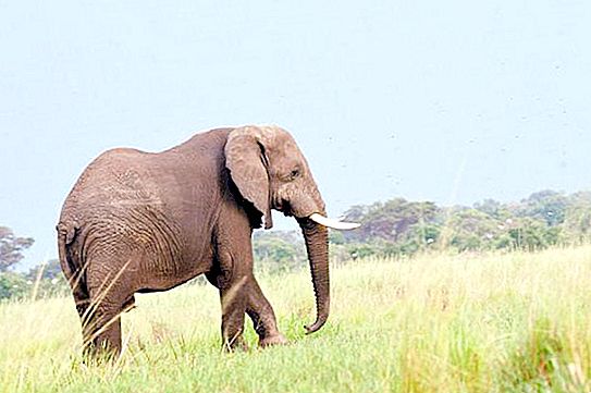 Sự thật thú vị về loài voi. Một con voi sống trong tự nhiên bao lâu?