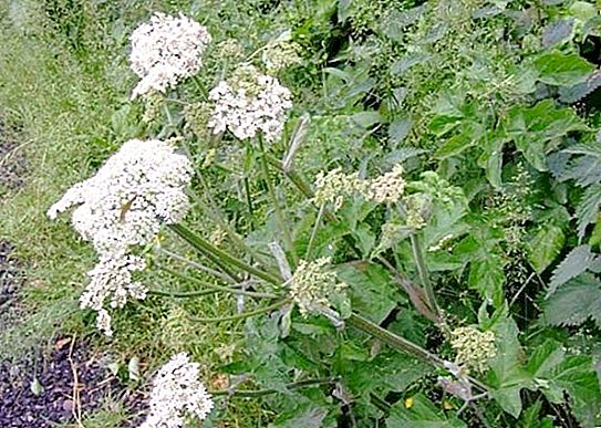 How did the common hogweed from a food plant become "Stalin's revenge"?