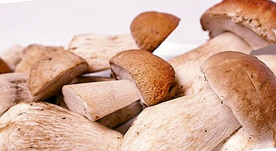 Welche Pilze aus der Region Rostow können gegessen werden?