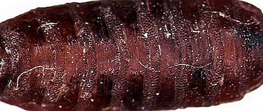 Che lavoro fanno i vermi cadaverici in natura?