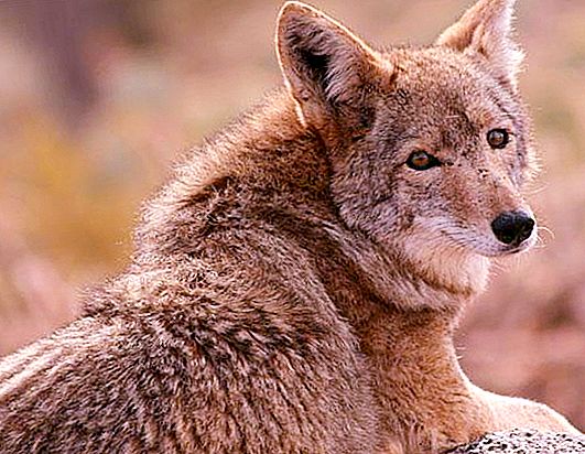 Coyote - lobo de la pradera de América