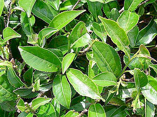 Arbust de ceai: descriere, caracteristici, soiuri, cultivare și recomandări