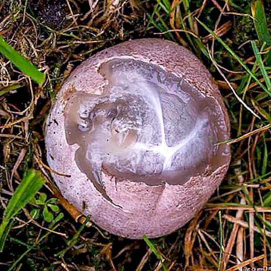 O homem encontrou um ovo estranho no pátio: depois de 18 segundos, ele viu o que estava escondido nele