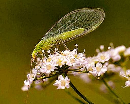Lacewing phổ biến: tính năng của sự phát triển và dinh dưỡng