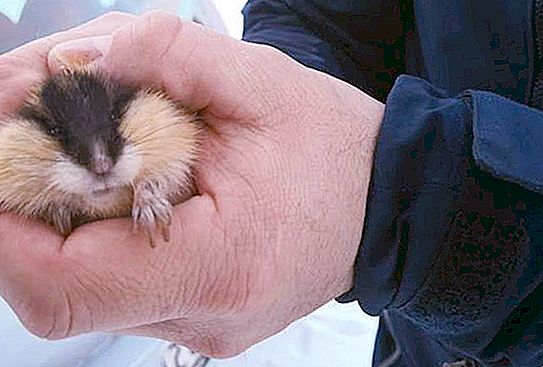 The guy saw a hamster on the road and decided to save him. But it wasn’t a hamster, and he didn’t need help