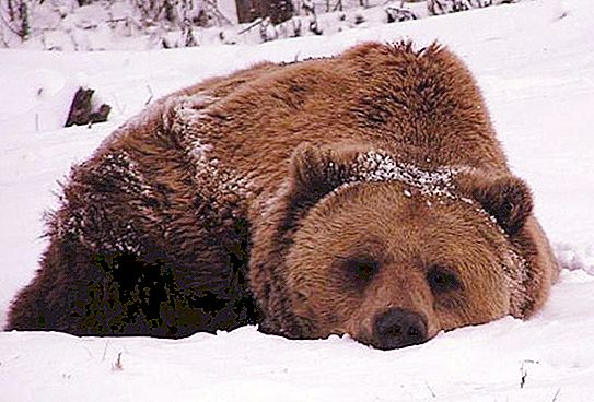Mengapa beruang menghisap kaki dan tidur di musim sejuk?