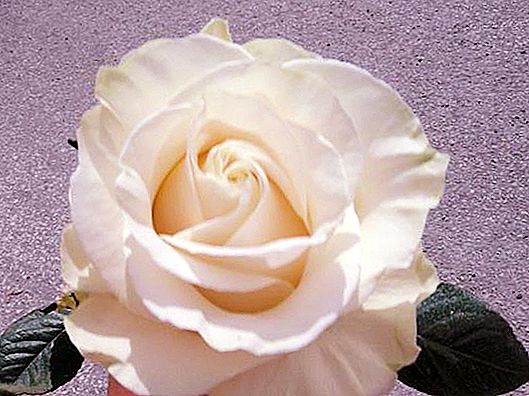 Rosa Mondial: Drottning bland vita rosor