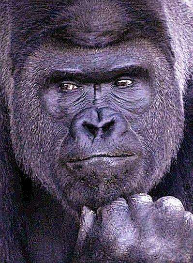 Shabani - gražiausia vyriška gorila, kurios fotogeniškumo galima pavydėti