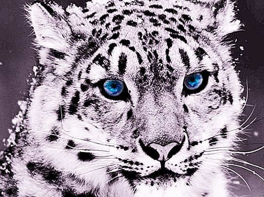 Leopard sněhový - obyvatel hor