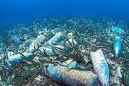Er werd een wereldrecord gevestigd voor het opruimen van de oceaan van puin - 633 duikers doken er onmiddellijk achteraan