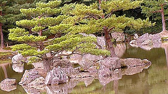 Japanese pine: cultivation, care and reviews